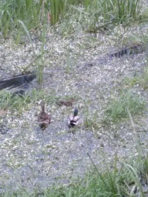 two ducks are walking in a field of flowers at Ático Rosita en Camino de Santiago in Xinzo de Limia