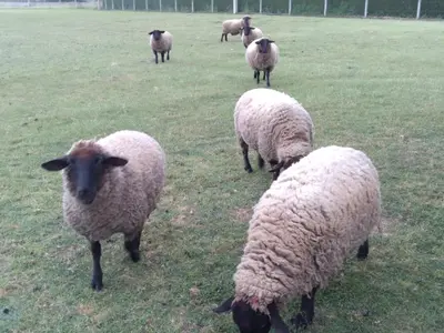 a herd of sheep grazing in a field at Ático Rosita en Camino de Santiago in Xinzo de Limia