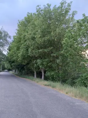 a row of trees on the side of a road at Ático Rosita en Camino de Santiago in Xinzo de Limia