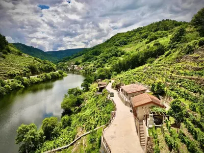 a view of a river with a vineyard and a river at El balcón de la Penela in Belesar