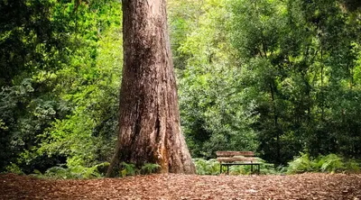 a park bench sitting next to a large tree at Apt. p/4 en la Playa de Viveiro in Viveiro