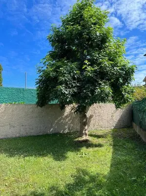 a tree in the grass next to a wall at Piso con jardín en Ribadeo in Ribadeo