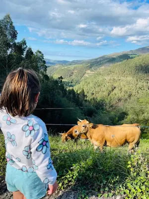 a young child looking at two cows in a field at Casa Neto Goje in San Tirso de Abres