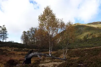 a fallen tree in a field with a mountain at VUT Corea324 in Caboalles de Abajo