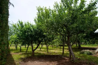 a row of trees in a field of grass at Casa Rural Fidalgo in Chantada