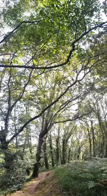 a forest with trees and a dirt road at Casa da Rapadoira in Laxoso de Abaixo