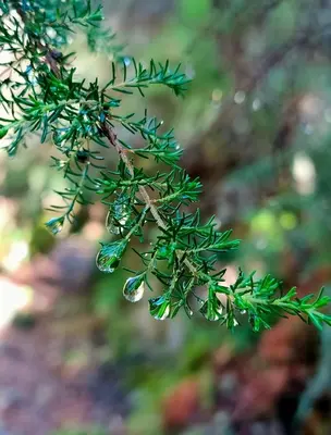 a close up of a green tree branch with water droplets at Casa da Rapadoira in Laxoso de Abaixo