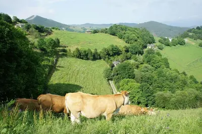 a group of cows grazing in a field of grass at Casa Rural de montaña en LUARCA ASTURIAS in Busindre
