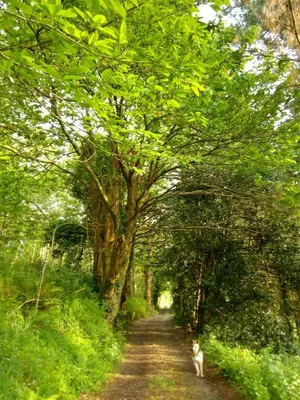 a dog walking down a dirt road under a tree at Casa da Costa de Sueiro in Sueiro