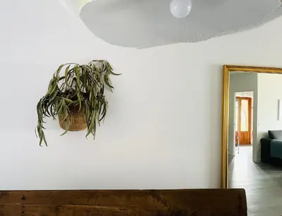 a potted plant on a wall next to a mirror at Casa Prada en Sanabria in Sotillo de Sanabria