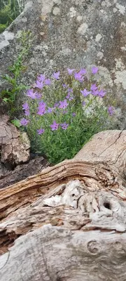 a bunch of purple flowers growing out of some rocks at WITERICUS hospedaxe in Guitiriz