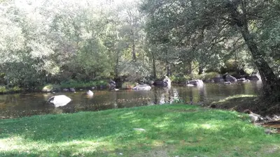 a group of ducks swimming in a river at Hostal 