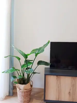 a plant in a basket sitting next to a tv at Ribeira in Vivero