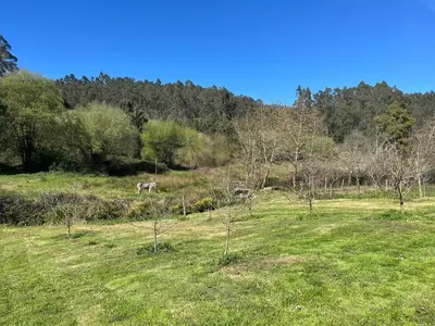 two horses are grazing in a field with trees at Casa de Campo Pumarada de Oirín in Foz