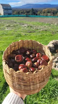 a person holding a basket of apples in a field at “Casa abella “ in Monterrei