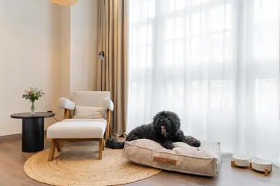 a black dog laying in a dog bed next to a chair at Sercotel EsteOeste in Lugo