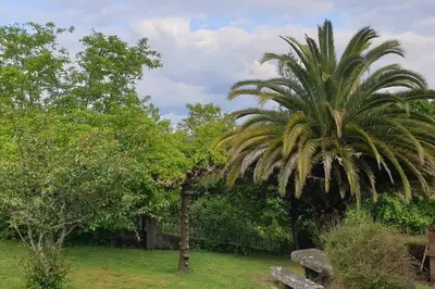 a palm tree next to a bench in a park at Casa rural con piscina en la Ribeira Sacra. in Campos