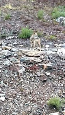 a coyote standing on top of a rocky field at Tierra De Lobos in Puebla de Sanabria