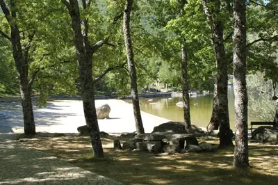 a bear walking in a park near a body of water at El Descanso de Sanabria in Trefacio