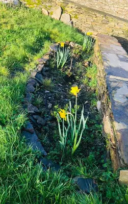 a garden with yellow flowers in the grass at Casa da Forxa, renovated former forge/ smithy in Lugo