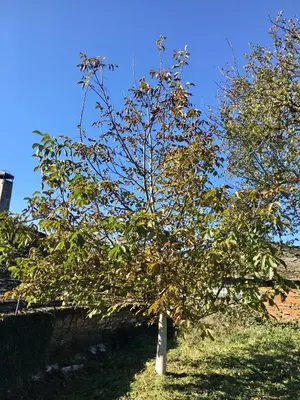 a small tree in the grass next to a building at Casa da Forxa, renovated former forge/ smithy in Lugo