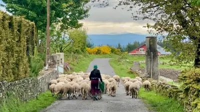 a person riding a bike with a herd of sheep on a road at Casa da Forxa, renovated former forge/ smithy in Lugo
