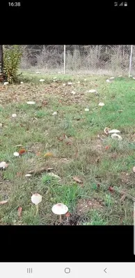 a field full of mushrooms in the grass at Buhardilla Cesar in Lubián