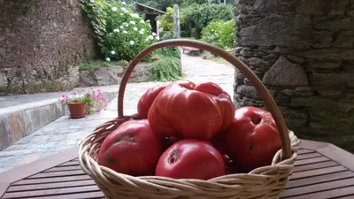 a basket of tomatoes sitting on a table at A Pena de Augasantas in Oca de Abaixo