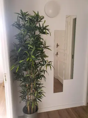 a plant in a room next to a mirror at Apartamento casco viejo in Ourense