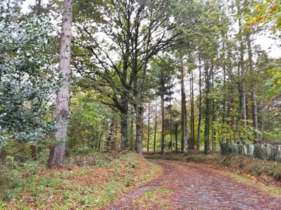 a dirt road in the middle of a forest at Casa Moucheiro in Lugo