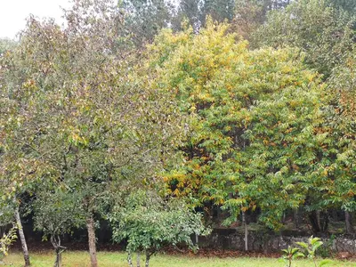 a group of trees in a field at Casa Moucheiro in Lugo