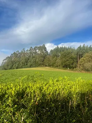 a field of grass with trees in the background at La Casa da Pipa in Cesuras