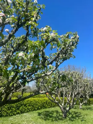 an orchard of apple trees with a blue sky in the background at La Casa da Pipa in Cesuras