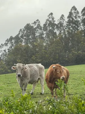 two cows standing in a field of grass at La Casa da Pipa in Cesuras