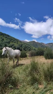 a white horse standing in a field of grass at Casa Begoña in Igüeña