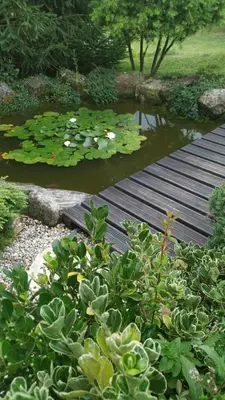 a garden with a pond with lily pads and a wooden path at Casa rústica O NOSO VAL in Mondariz