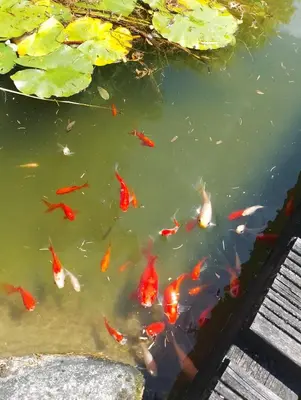 a group of koi fish in a pond at Casa rústica O NOSO VAL in Mondariz