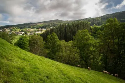 a group of animals walking on a grassy hill at Apartamentos El Sualleiro in Santa Eulalia de Oscos
