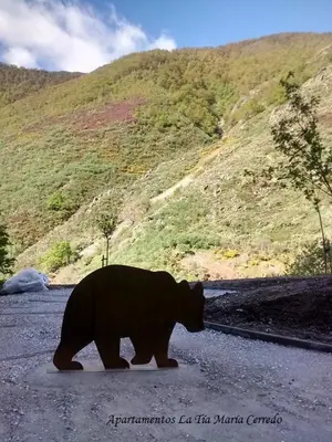 a bear walking in the middle of the road at Tía María in Cerredo