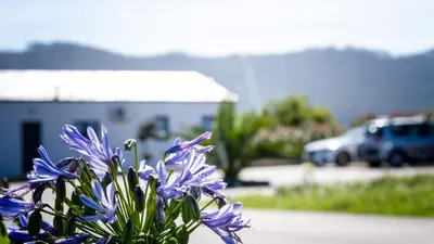 a bunch of purple flowers in front of a parking lot at Apartamentos Turísticos A Galera - Ribadeo in Ribadeo