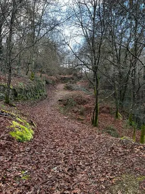 a walking path in the woods with leaves on the ground at Sola Costeiro in Padrenda