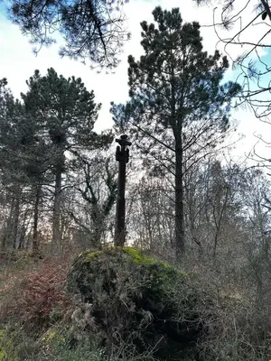 a bird house on a pole in the woods at Sola Costeiro in Padrenda