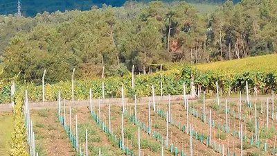 a row of vineyards in a field with trees at CASA DO AVÒ in Castrelo de Miño