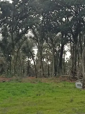 a group of trees in a field with green grass at CASA DO AVÒ in Castrelo de Miño