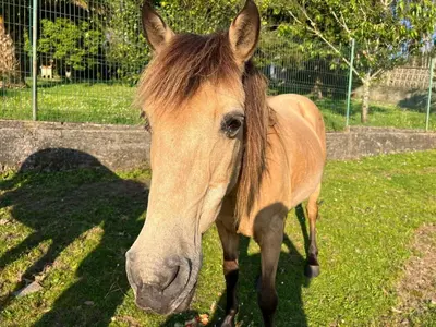 a brown horse is standing in the grass at Casa Camiño do Eume in A Coruña