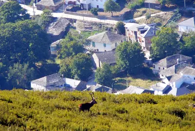 a gazelle standing on top of a hill with a city at Hostel El Campano in Villafranca del Bierzo