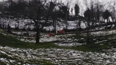 a group of cows grazing in a snow covered field at Casa Gloria in Moncó
