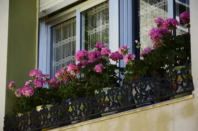 a window box filled with pink flowers on a window sill at Casa Gloria in Moncó