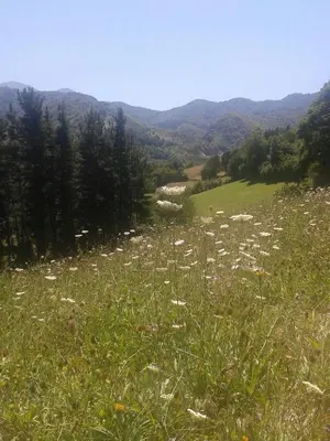 a field of grass with a herd of animals in it at Casa Gloria in Moncó