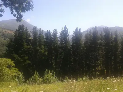 a line of trees in a field with mountains in the background at Casa Gloria in Moncó